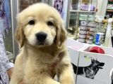 Golden Retriever Yavruları